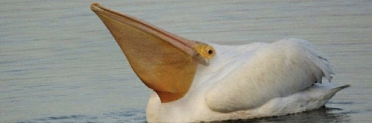 anathebane's profile banner image