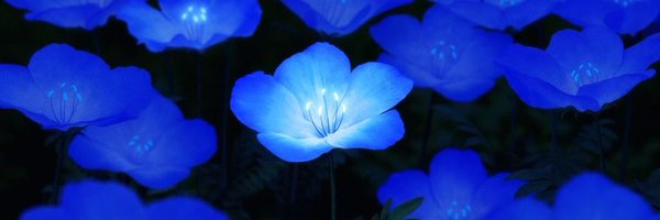 0xd33e Profile Banner