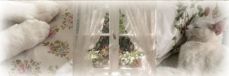 odeng ୨୧ info AU Choi San baca pin 📌 banner