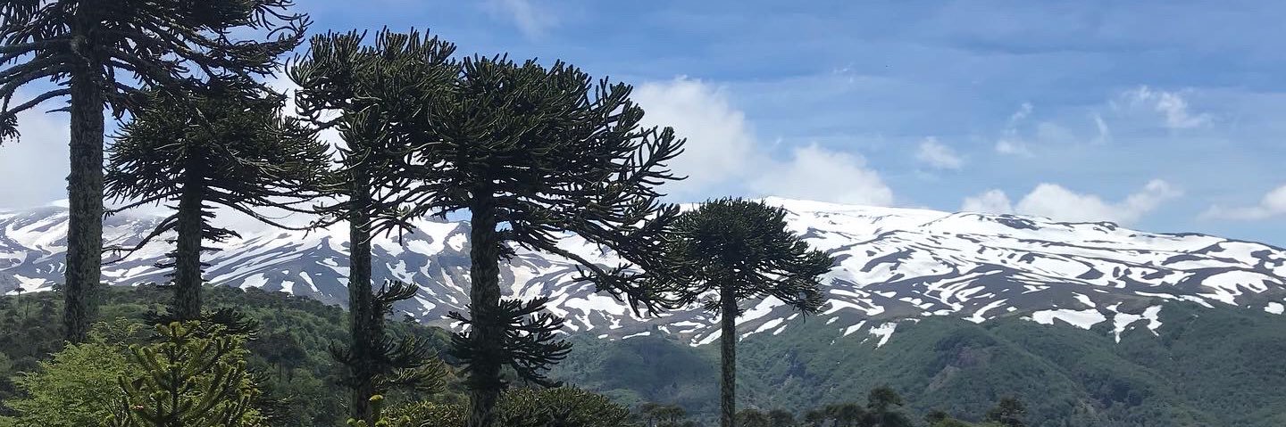 makihuapi's profile banner image