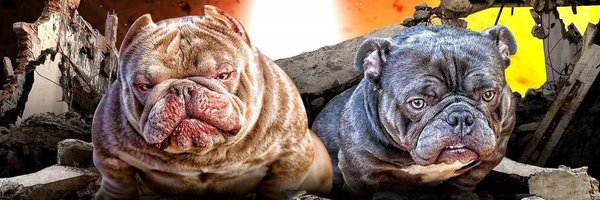 ChaoticLaw6122 Profile Banner