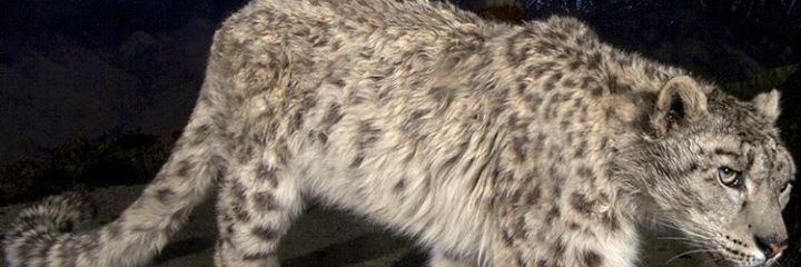 med_lujan's profile banner image