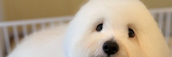 __mohudog__ Profile Banner