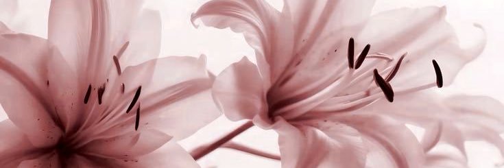 ari banner