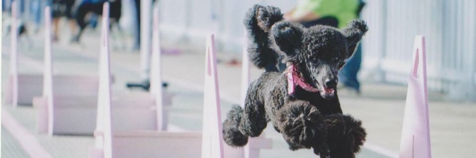 RxSQLKat's profile banner image