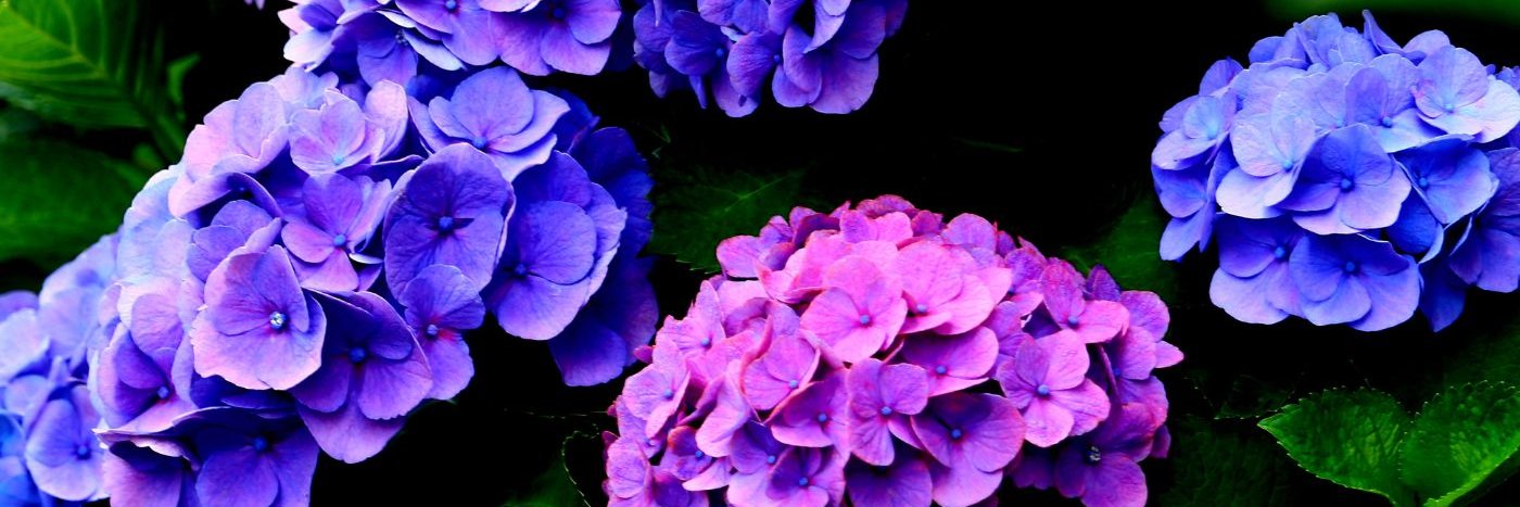 Davis5961L's profile banner image