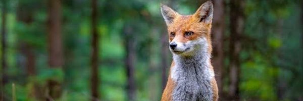 X__Fox__100k Profile Banner