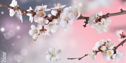 dodet2828's profile banner image