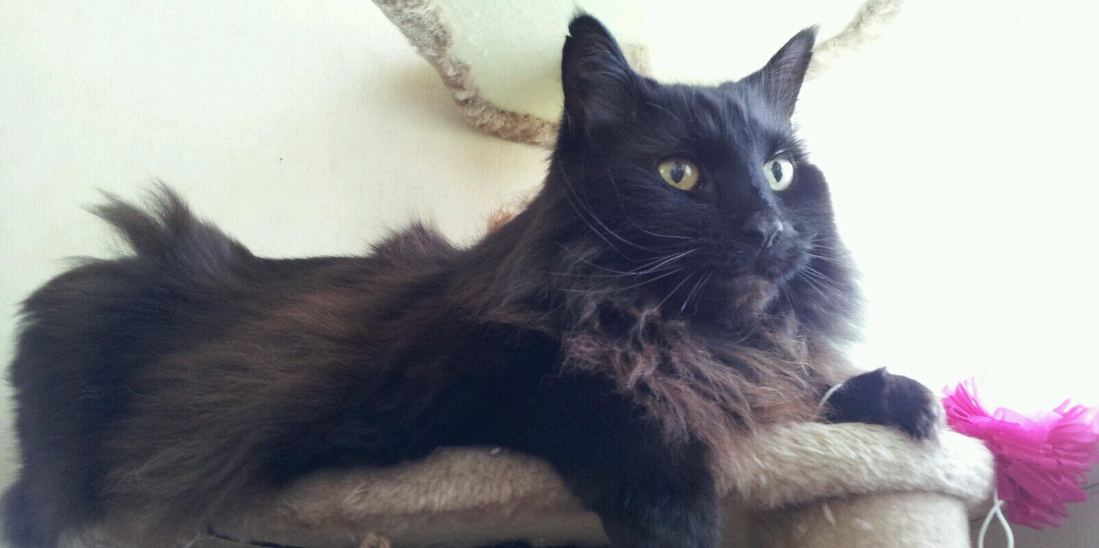 BeanieFussCat's profile banner image