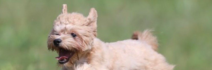 聖神邪（せいしんじゃ） banner