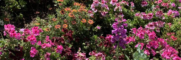 plntbasedcutie Profile Banner