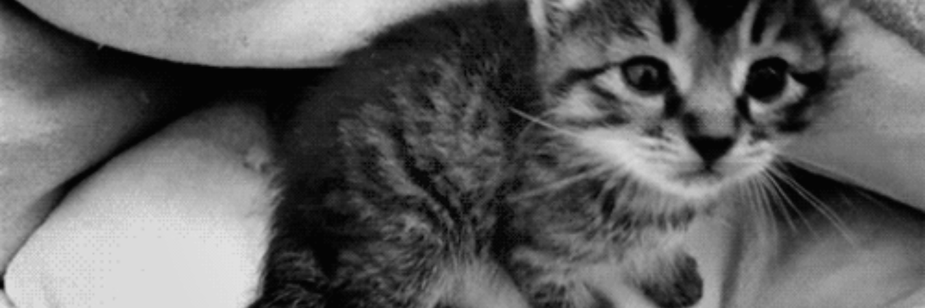 Vilceneee's profile banner image
