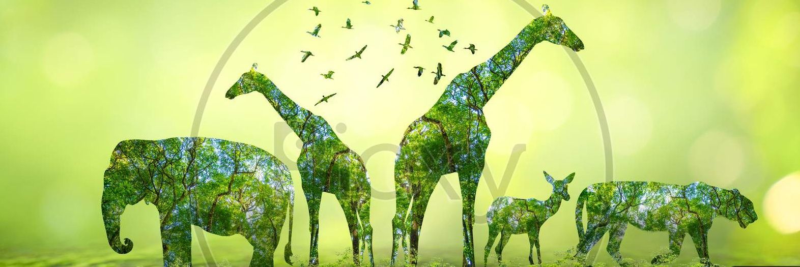 forest for wild banner