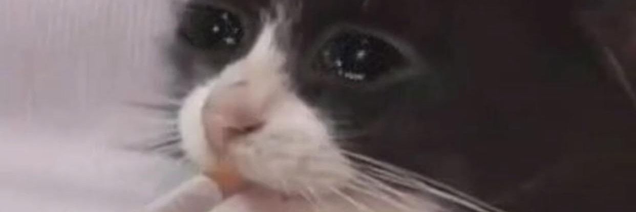 MeinPillowGuy 🇵🇸 🧀 banner