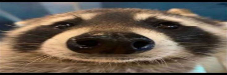 abbey 🦝's banner