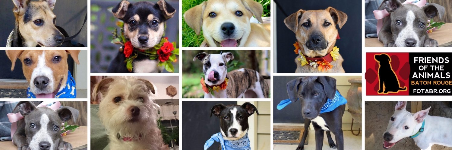 Friends of AnimalsBR banner