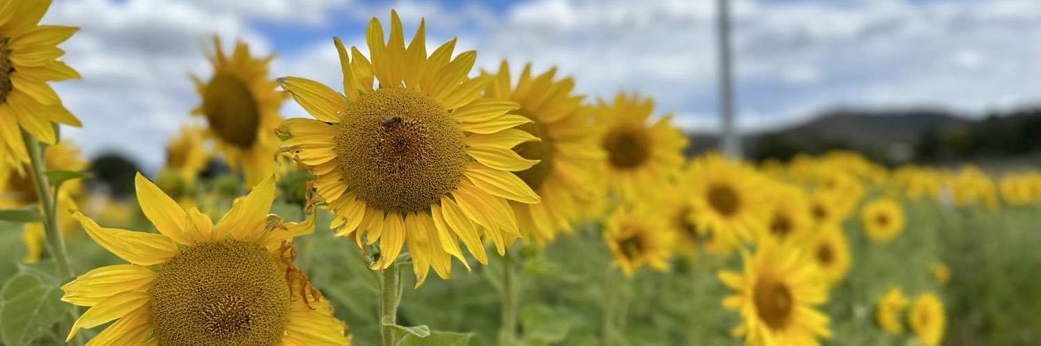 Amy Hestermann-Crane banner