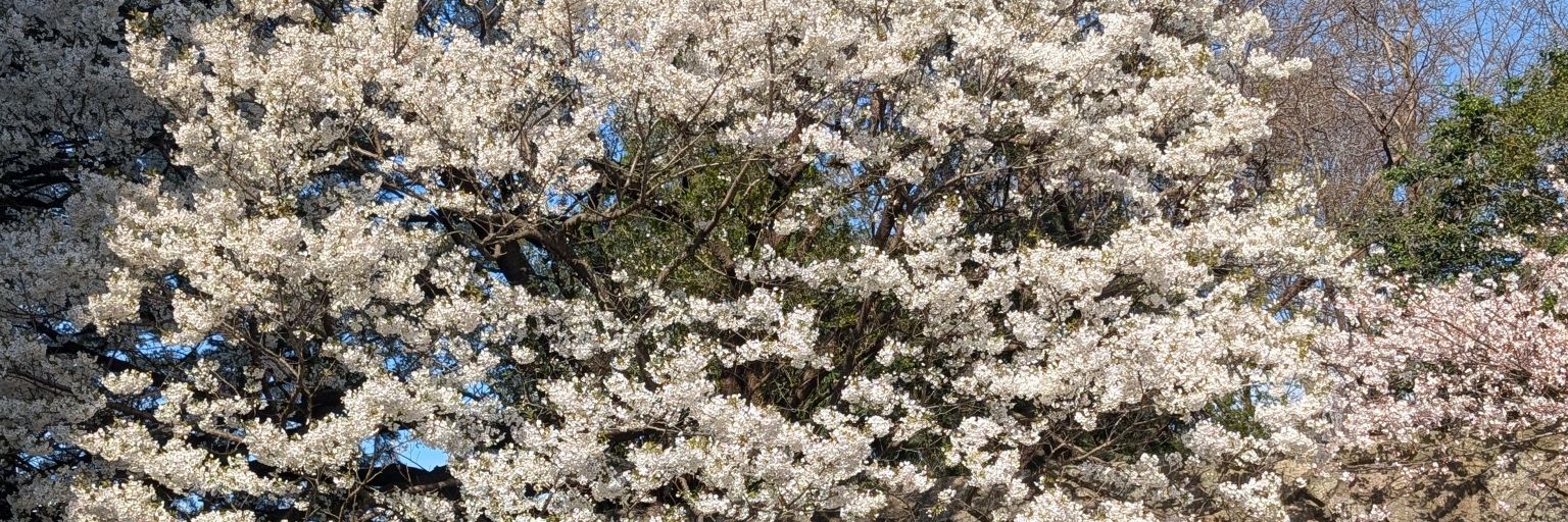 だるまさん banner
