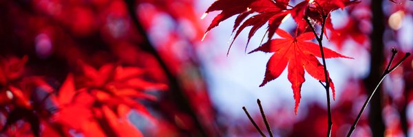 BstdyPhoto Profile Banner