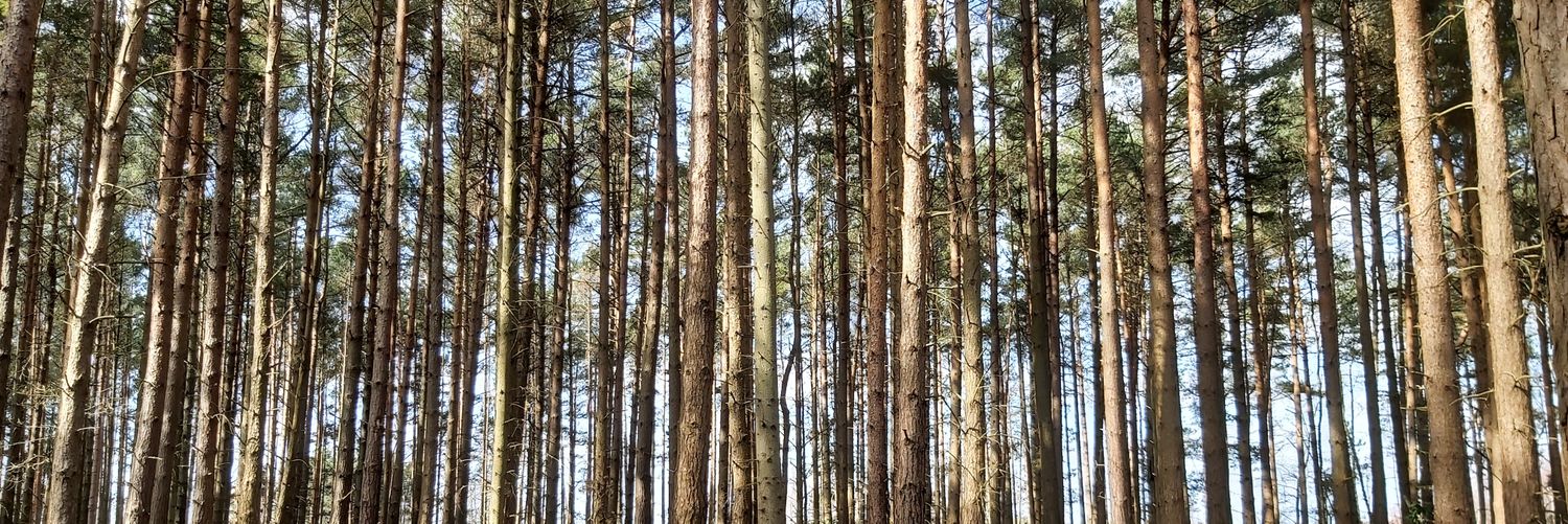 Caroline Read banner