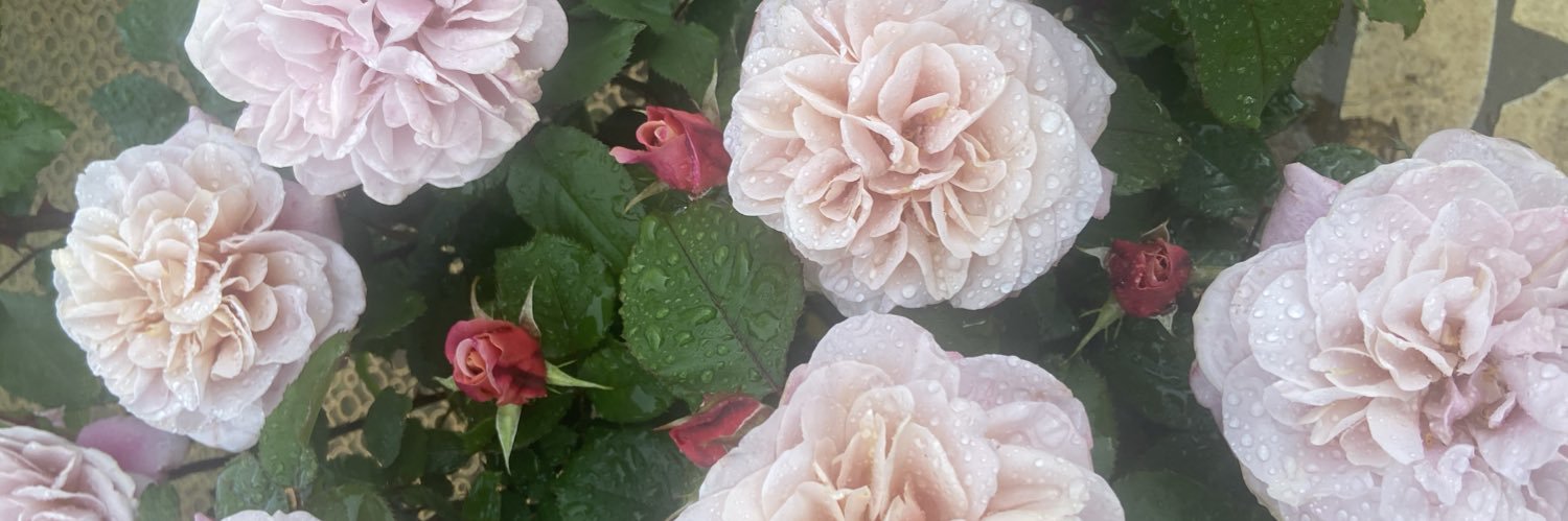 pyonpyonmhdd's profile banner image