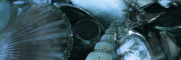 zoellovcub's profile banner image