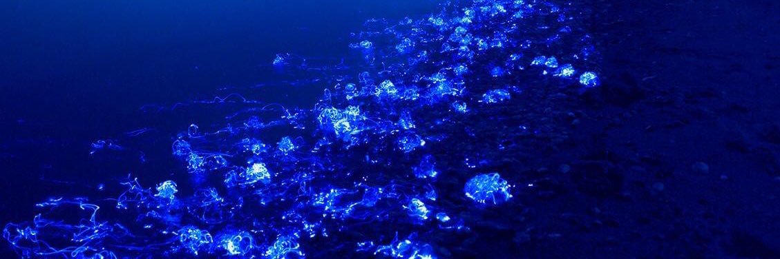 🌙Memento🌊 banner