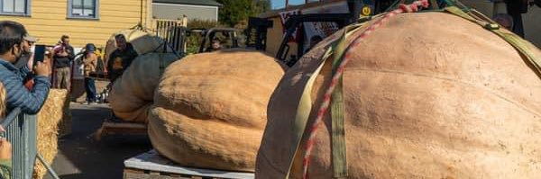 Half Moon Bay Art & Pumpkin Festival banner