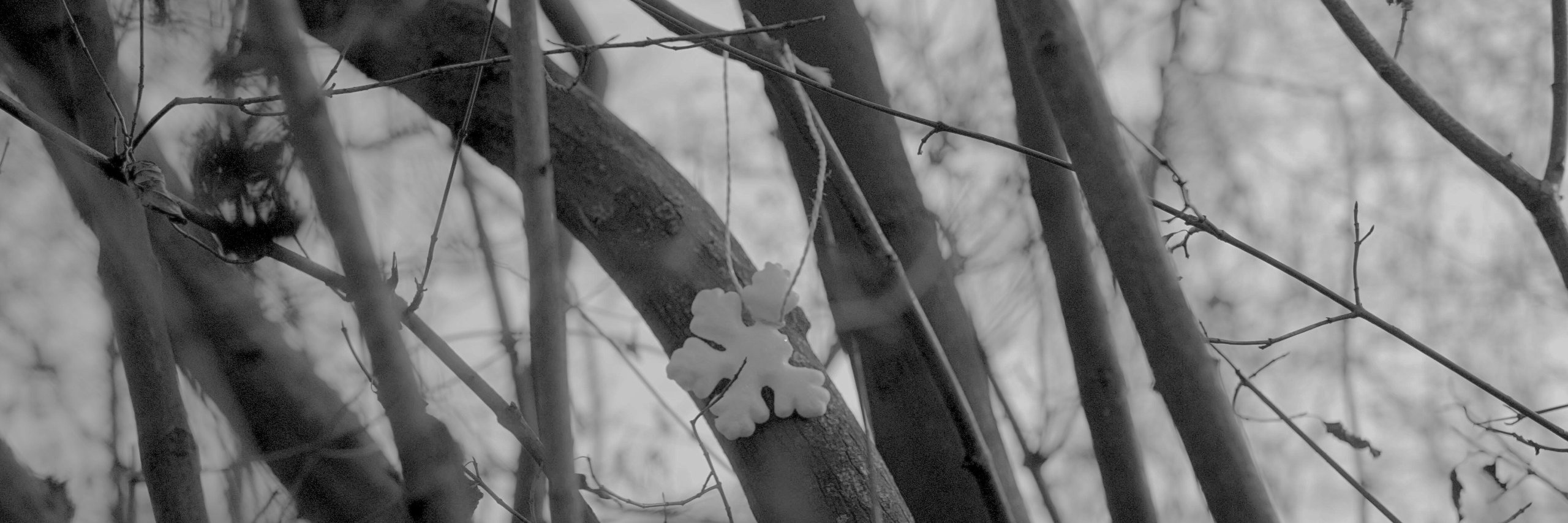 zelloflex's profile banner image