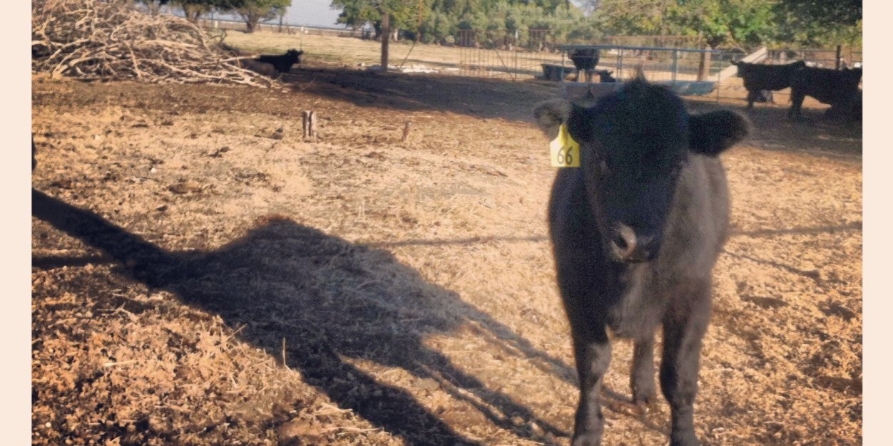 MilkfarmLA's profile banner image