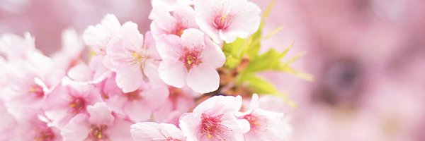 ssssssaaaa1188 Profile Banner