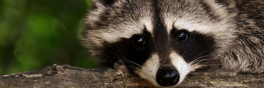 El Mapache Infiltrado 🦝 banner