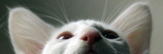 shoostrova's profile banner image