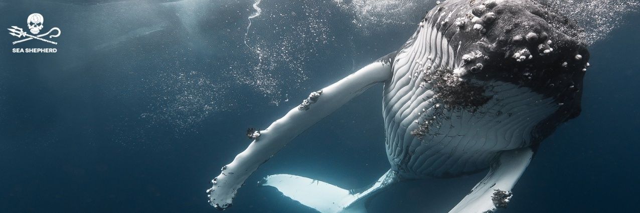 seashepherdarg's profile banner image