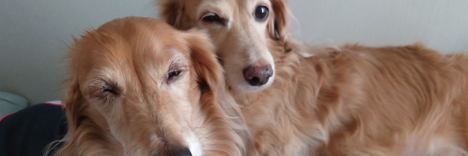 おとみるーちぇ@Vtuberサブ✦固ツイご確認ください banner