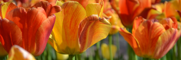 Tulip Time Festival Profile Banner