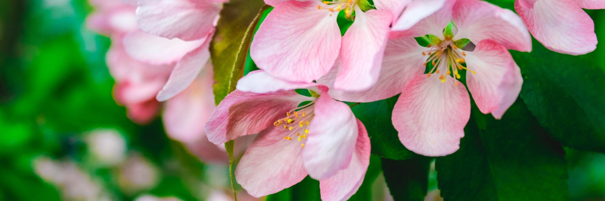 Caroline_Lippe's profile banner image
