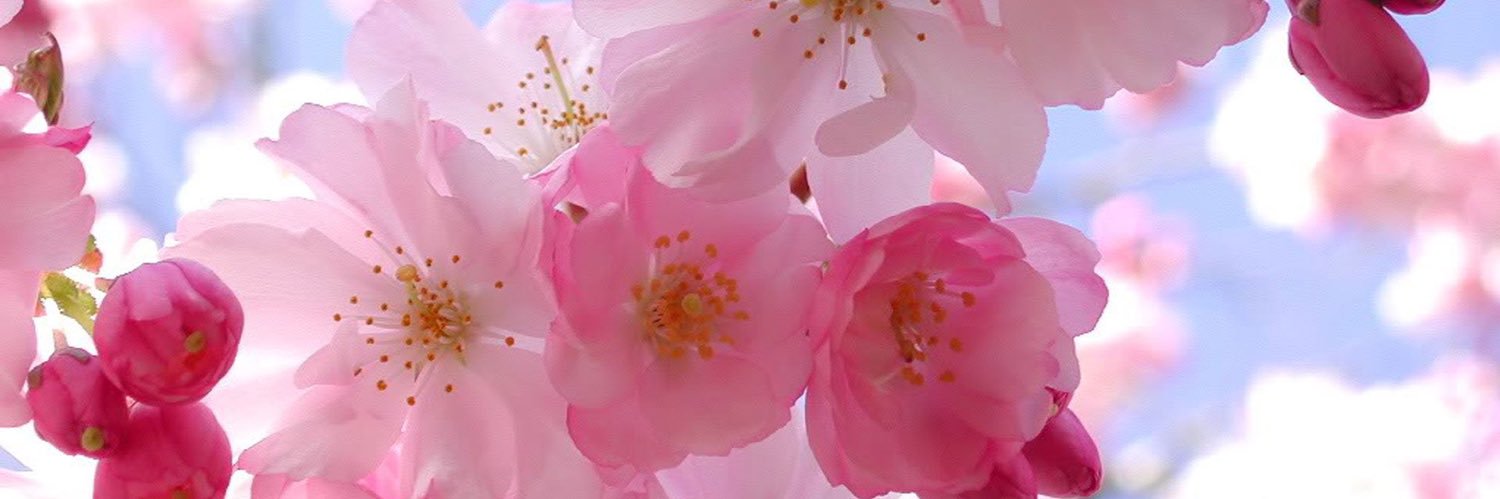 Fernanda__Mejia's profile banner image