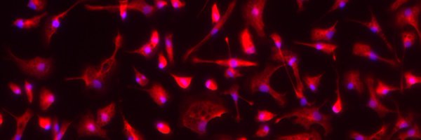 Thomaspiers Profile Banner