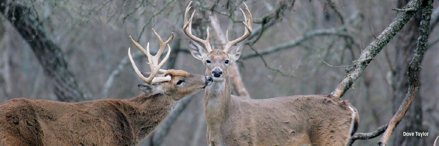 Firefly Books banner