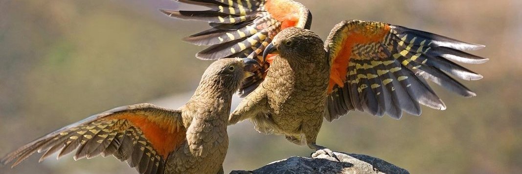 John Gallagher banner