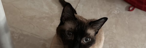cryalii Profile Banner
