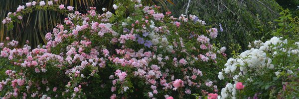 Tradescant Profile Banner