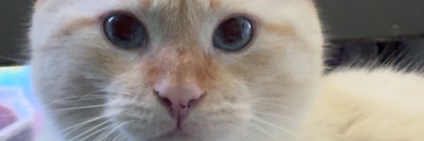 kaitisokay_ Profile Banner