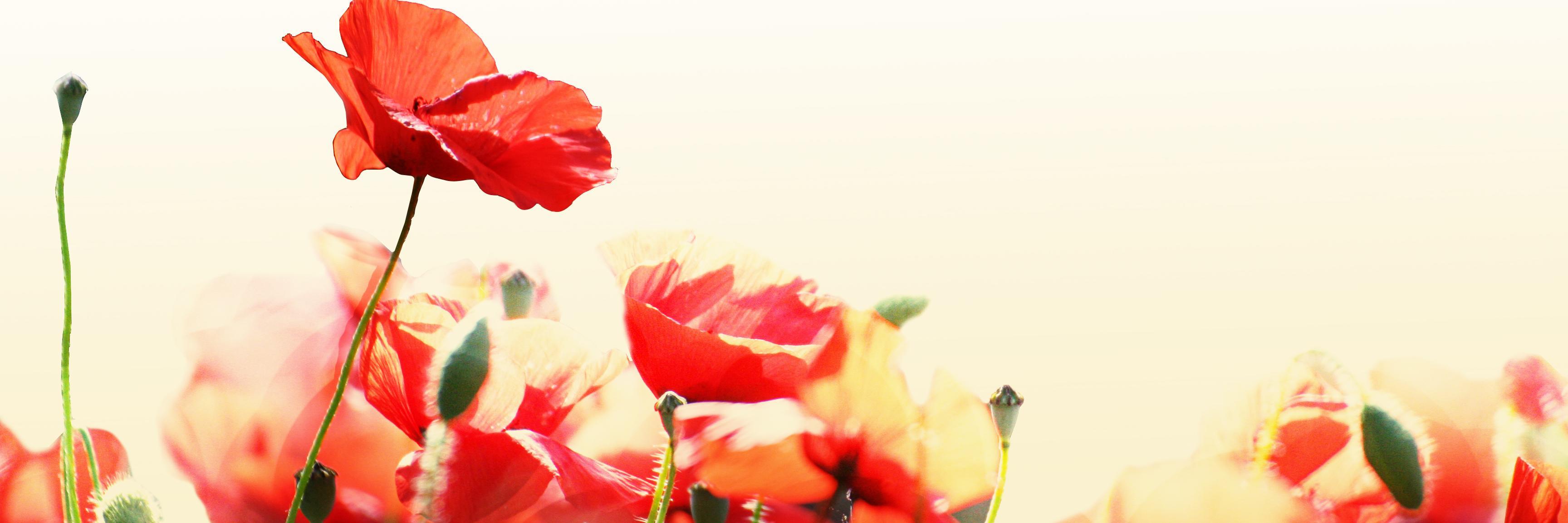 AOCWomen's profile banner image