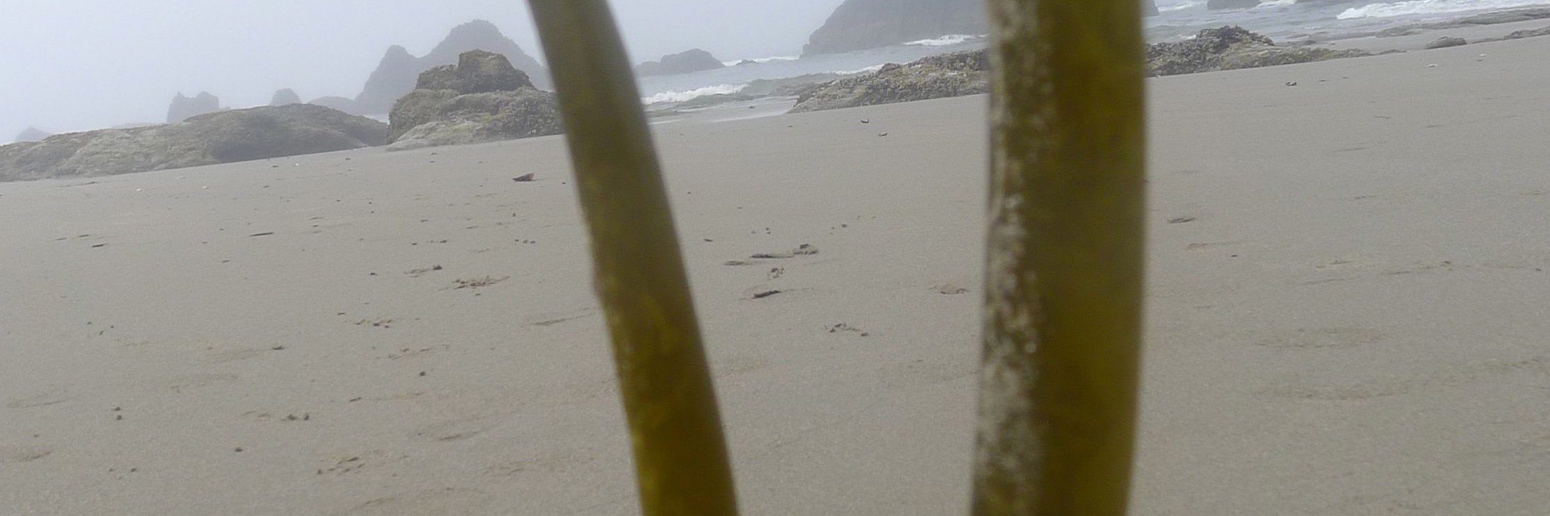 DONALD PAINCHAUD banner