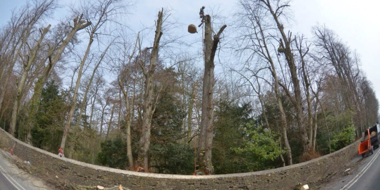 ajarborists's profile banner image