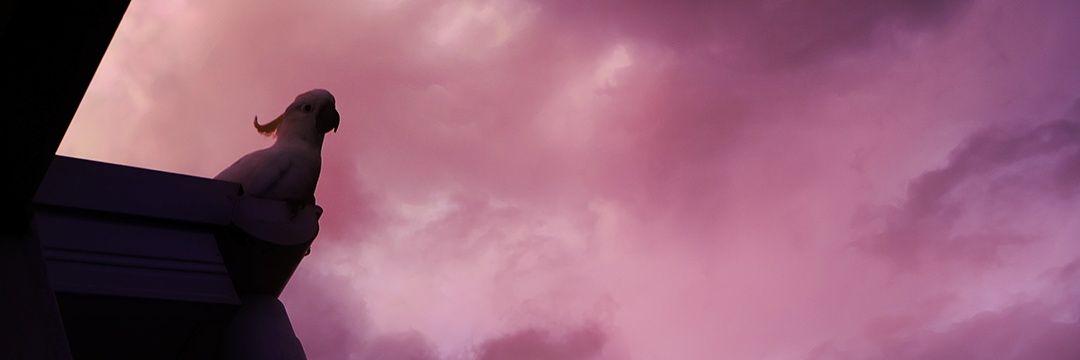 venuslovesbirds's banner