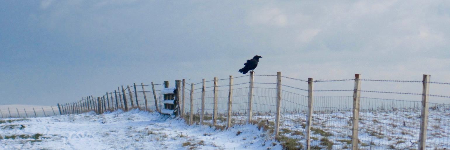 Harry Cockburn banner