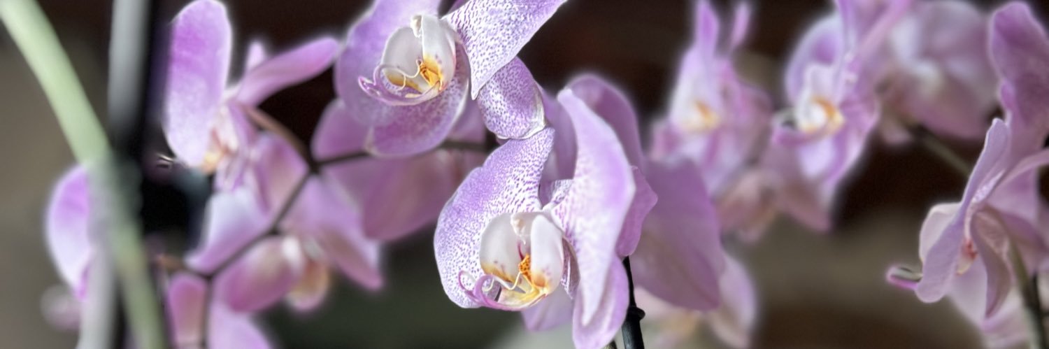 criabelarda's profile banner image